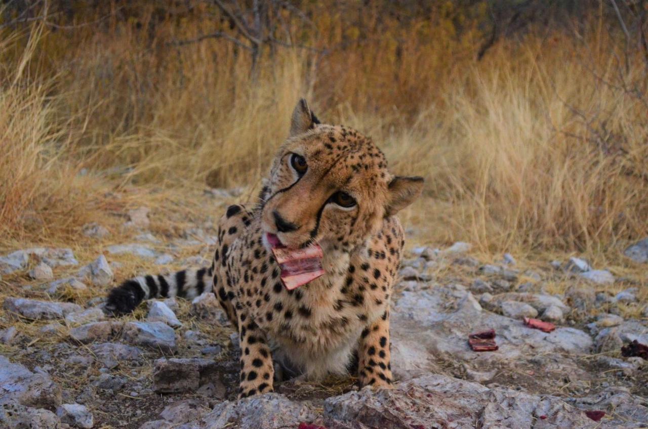 Aloegrove Safari Lodge Otjiwarongo Ngoại thất bức ảnh
