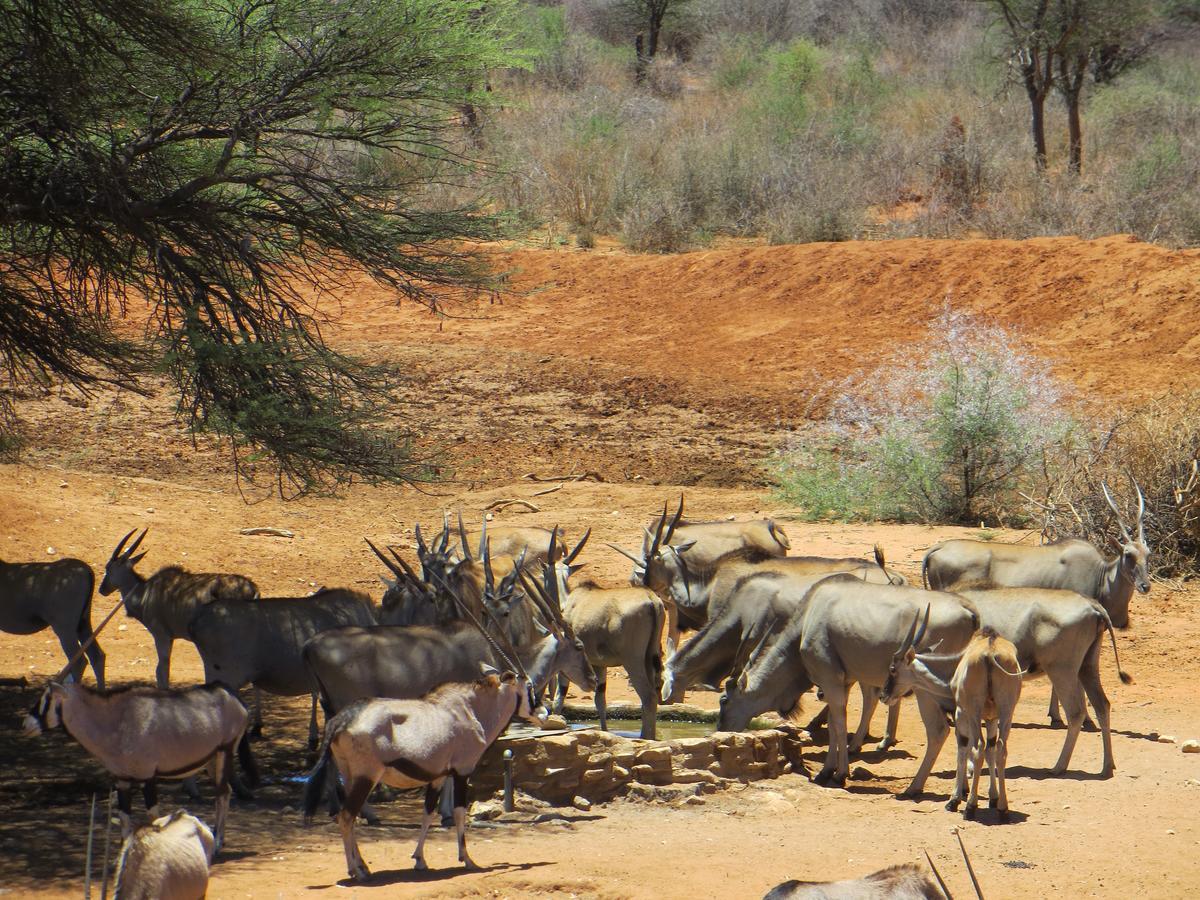 Aloegrove Safari Lodge Otjiwarongo Ngoại thất bức ảnh