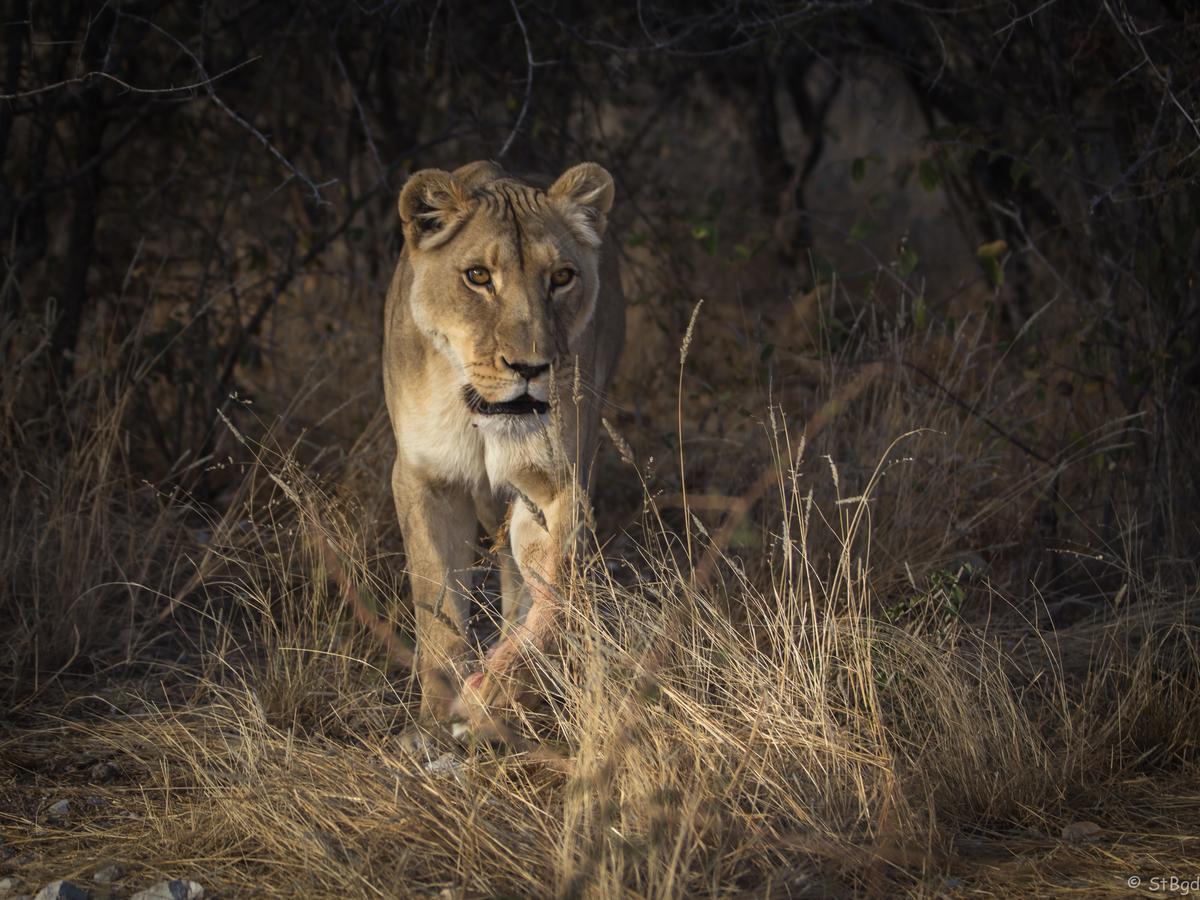 Aloegrove Safari Lodge Otjiwarongo Ngoại thất bức ảnh