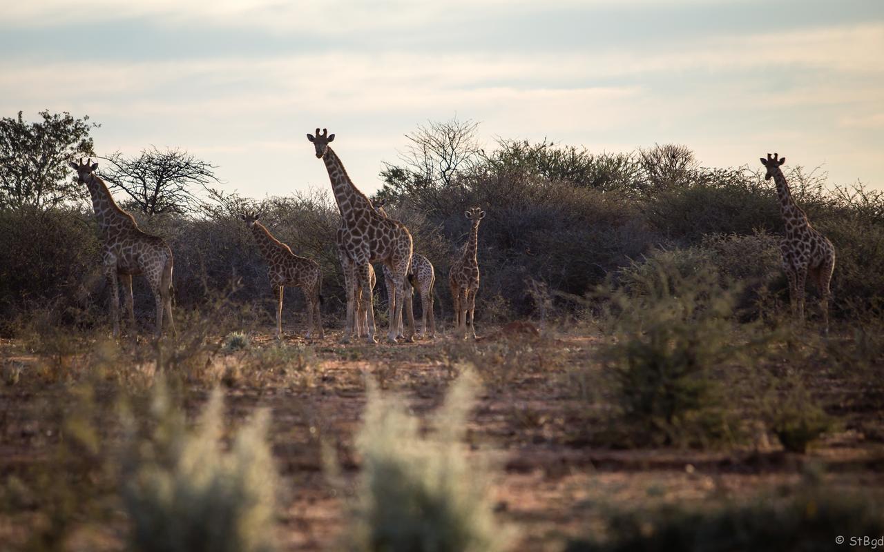 Aloegrove Safari Lodge Otjiwarongo Ngoại thất bức ảnh
