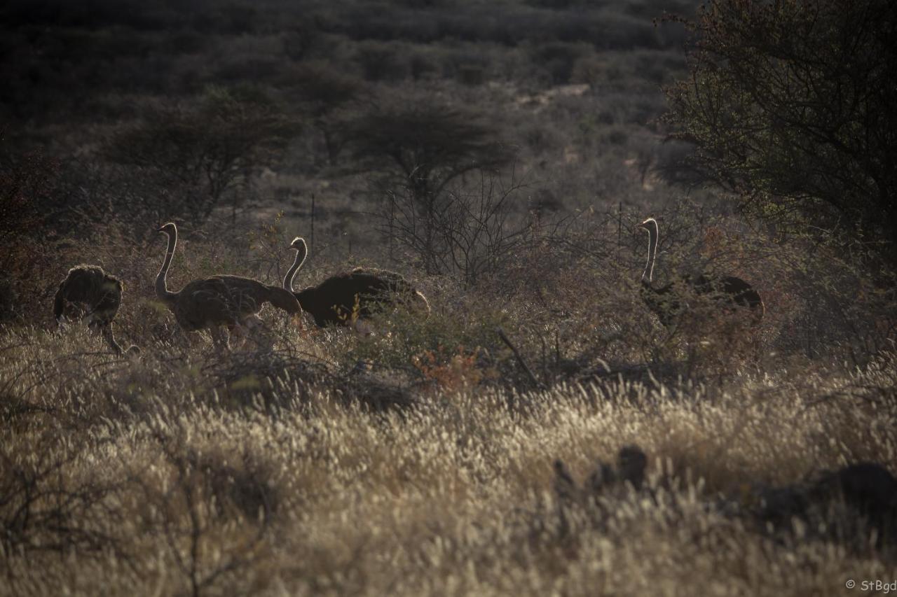 Aloegrove Safari Lodge Otjiwarongo Ngoại thất bức ảnh