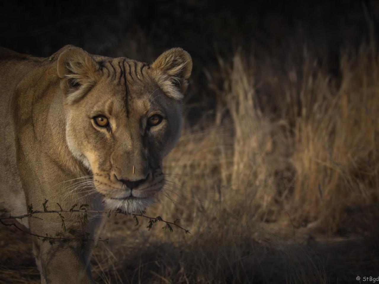 Aloegrove Safari Lodge Otjiwarongo Ngoại thất bức ảnh