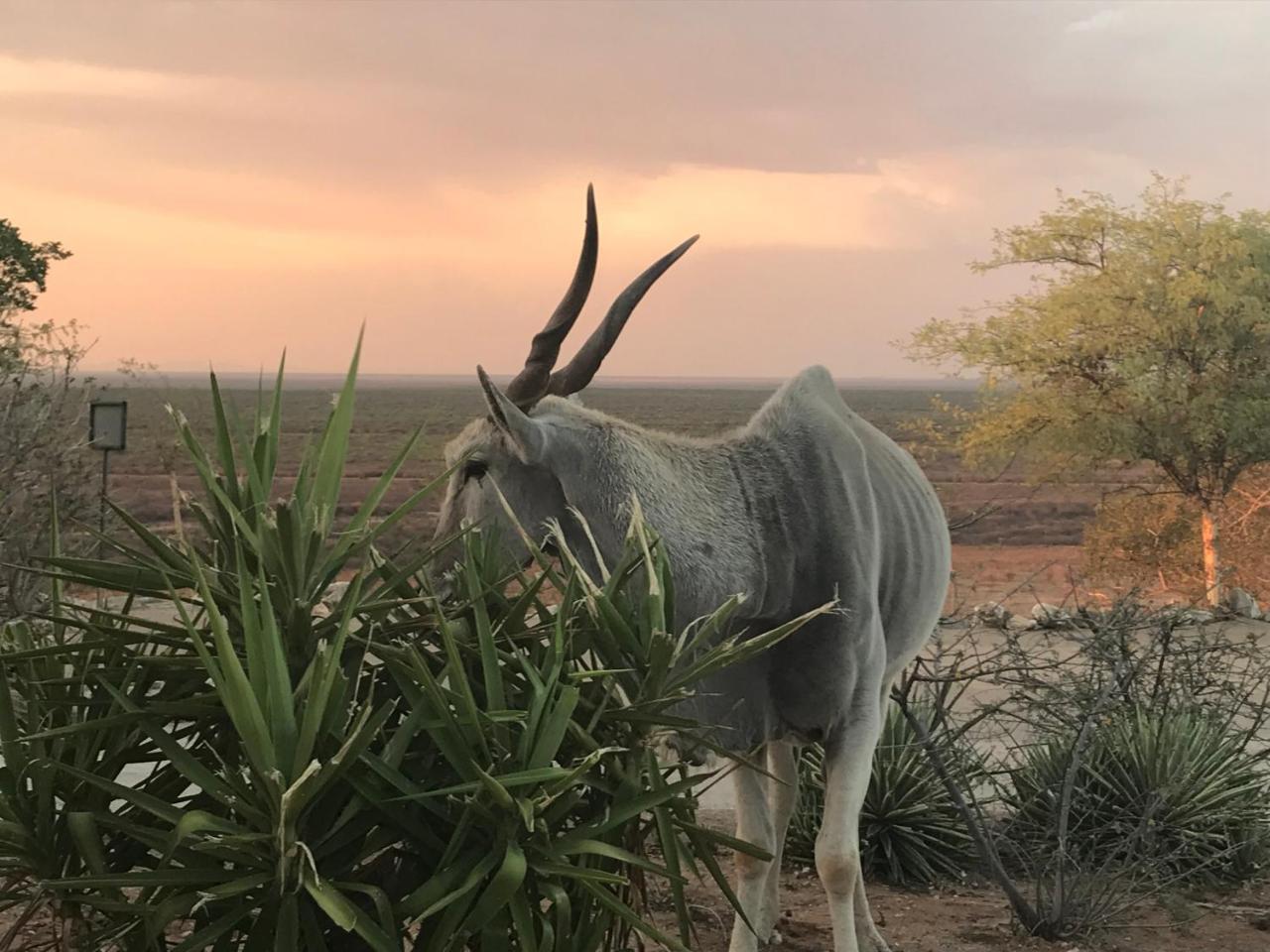 Aloegrove Safari Lodge Otjiwarongo Ngoại thất bức ảnh